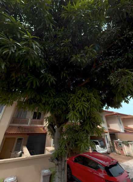 tree photo