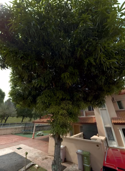 tree photo