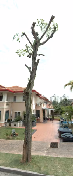 tree photo