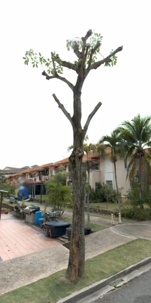 tree photo
