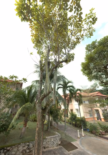 tree photo
