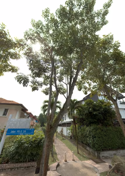 tree photo