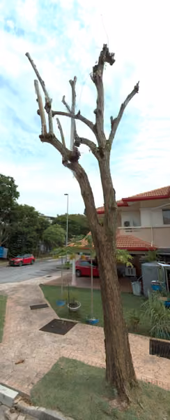tree photo