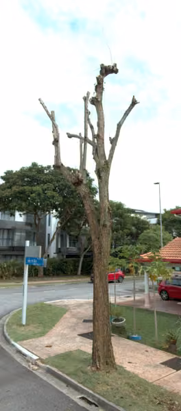 tree photo