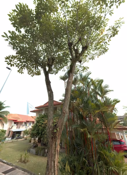 tree photo