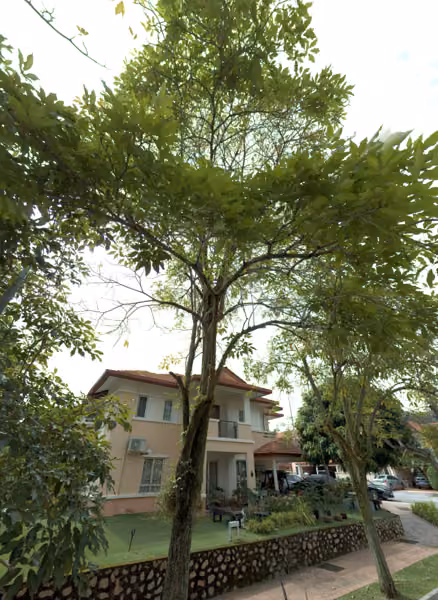 tree photo