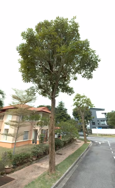 tree photo