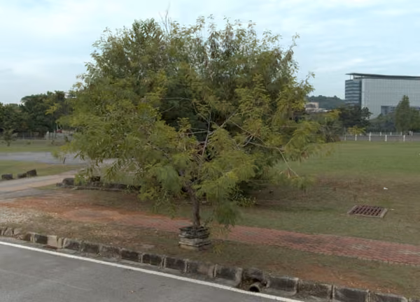 tree photo
