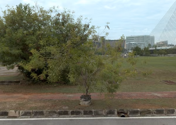 tree photo