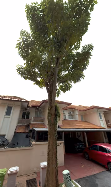 tree photo