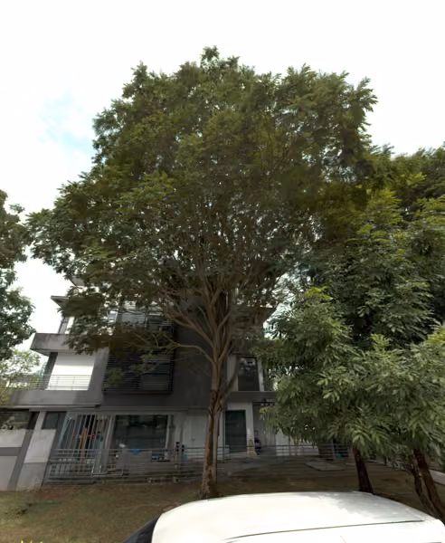 tree photo