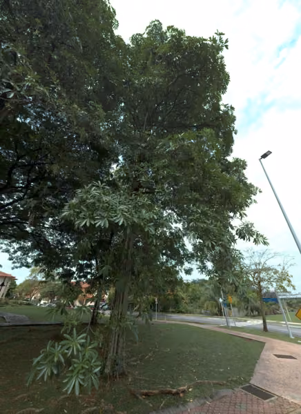 tree photo