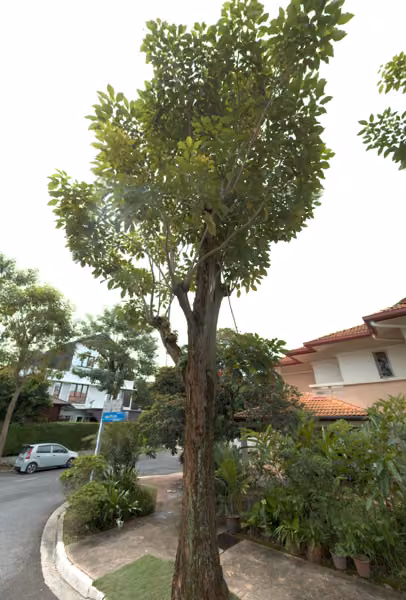 tree photo