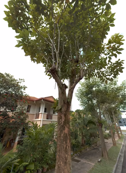 tree photo