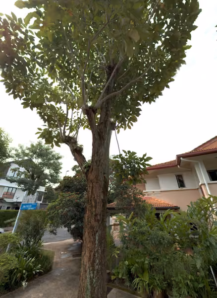 tree photo