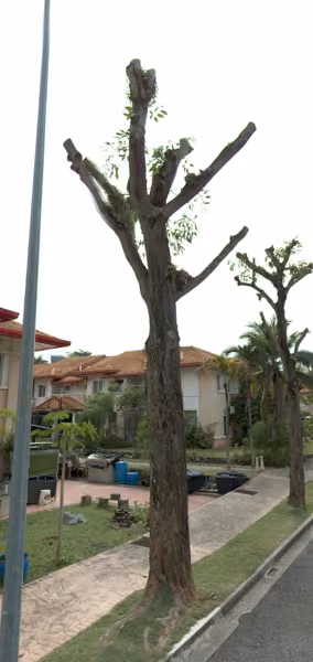 tree photo