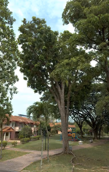 tree photo