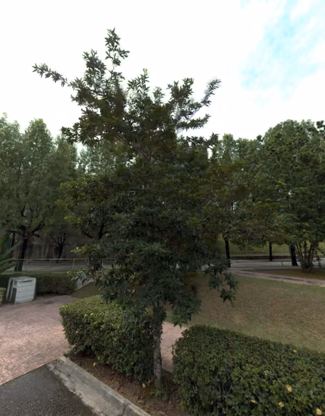 tree photo