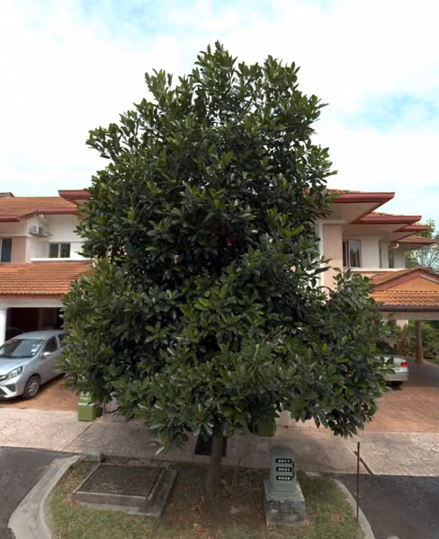 tree photo
