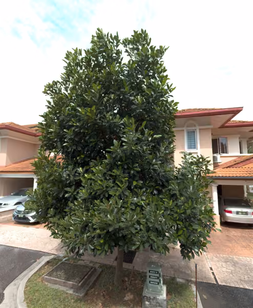 tree photo