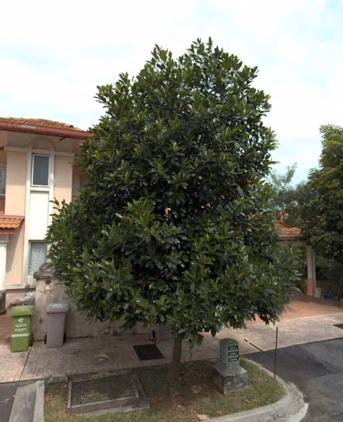 tree photo