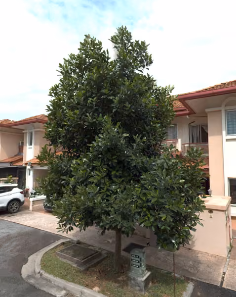 tree photo