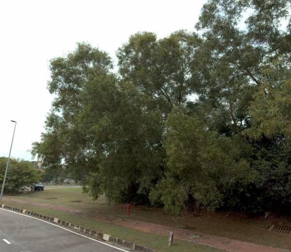 tree photo