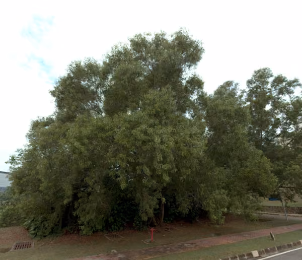 tree photo