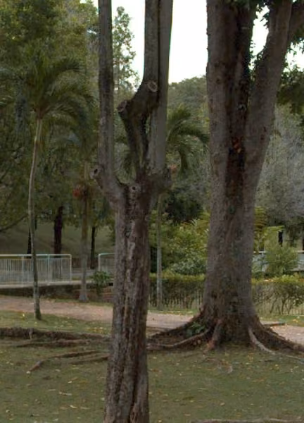 tree photo
