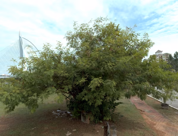 tree photo