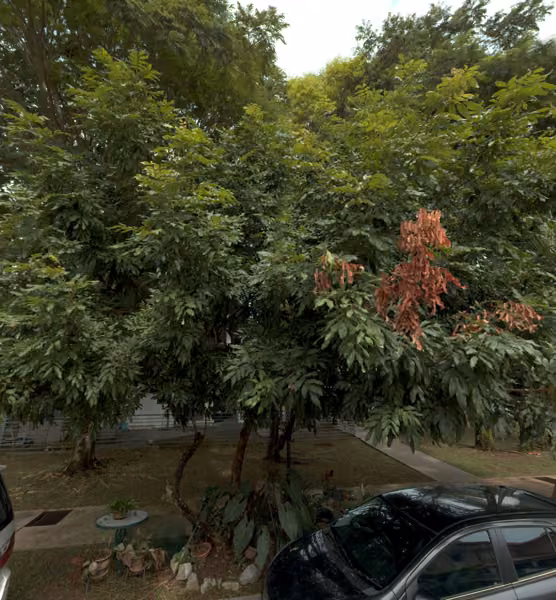 tree photo