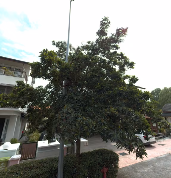 tree photo