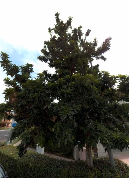 tree photo