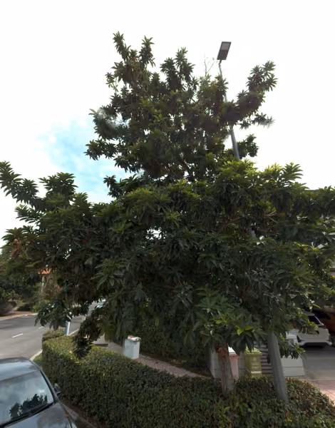 tree photo