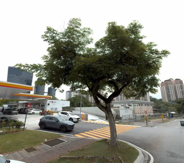 tree photo