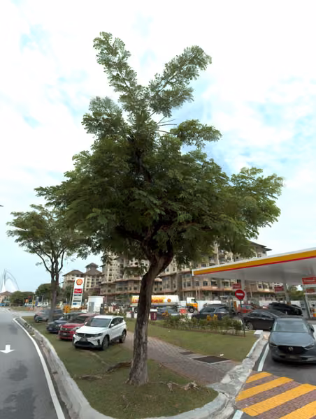 tree photo
