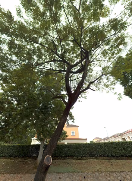 tree photo