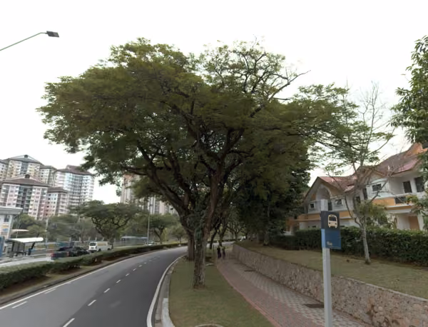 tree photo