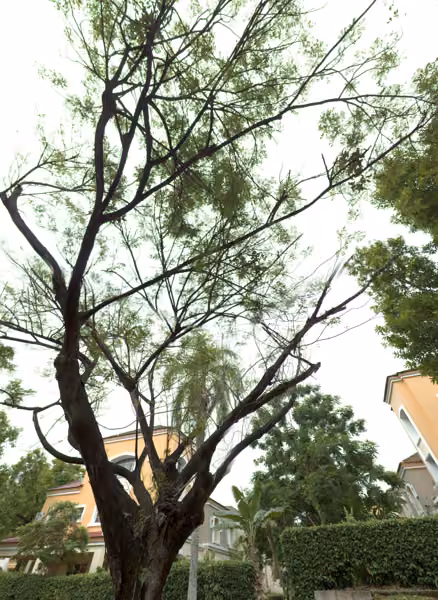 tree photo