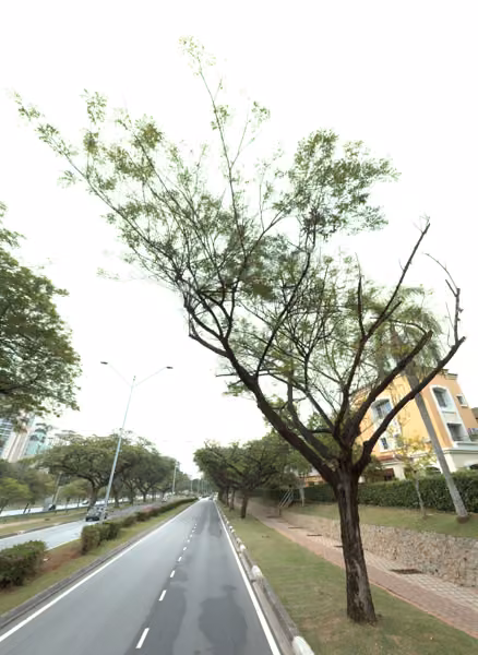 tree photo