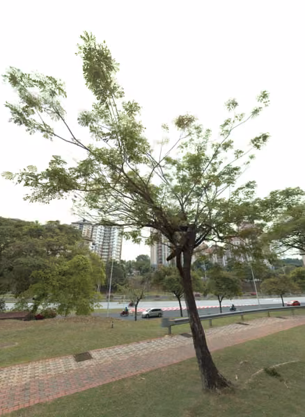 tree photo
