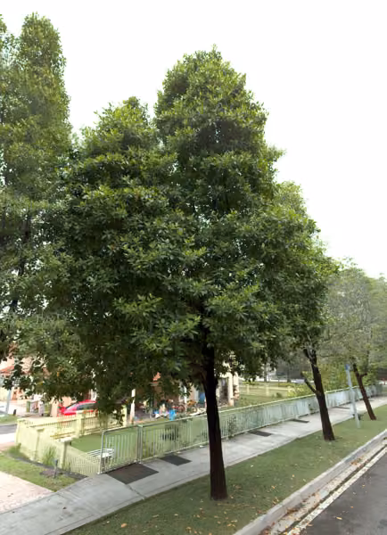 tree photo