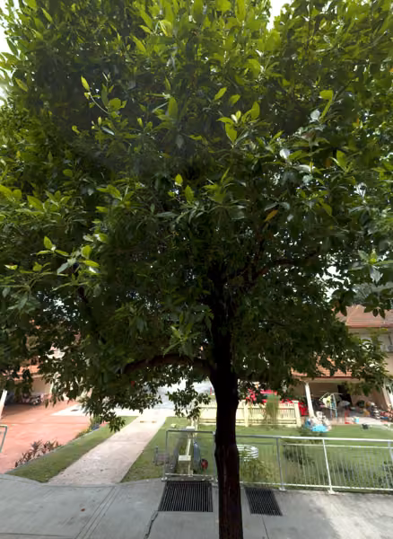 tree photo