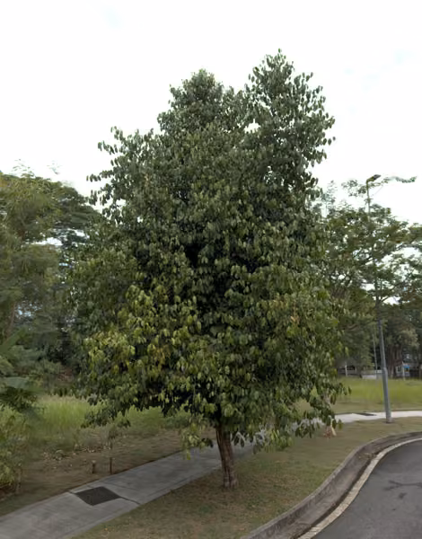 tree photo