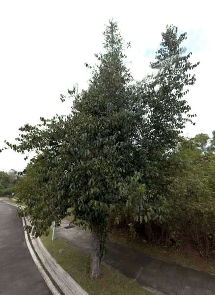 tree photo