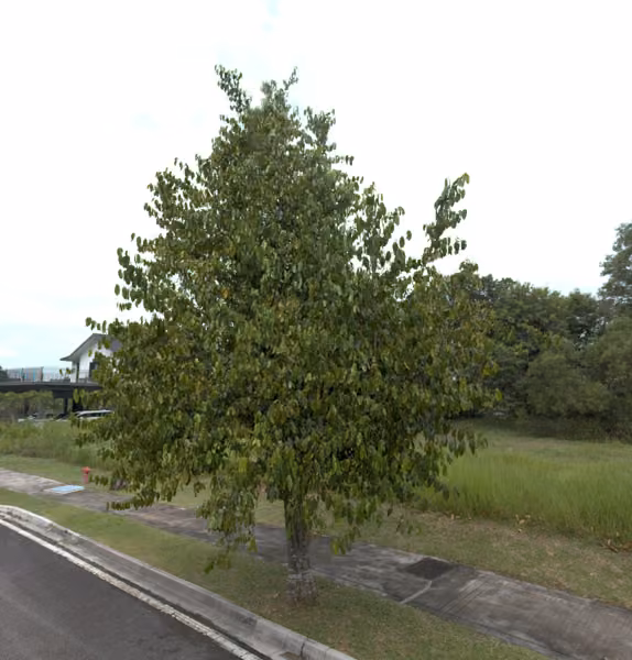tree photo
