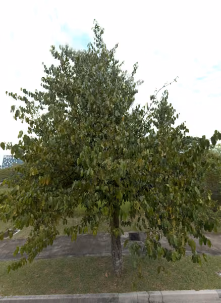 tree photo