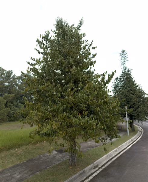 tree photo