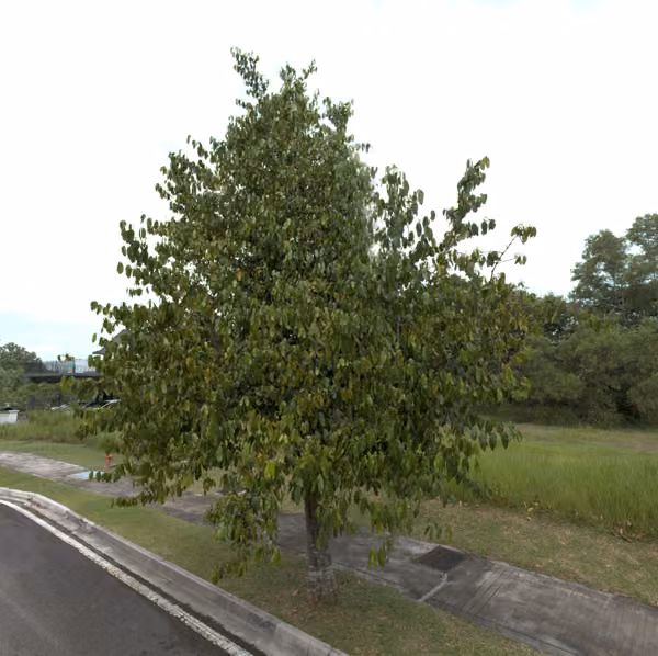 tree photo