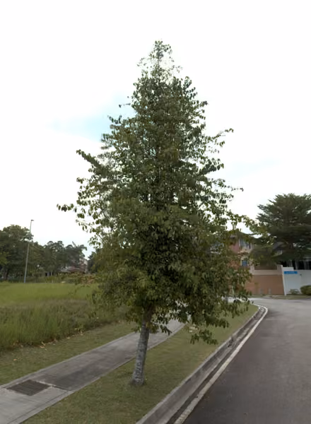 tree photo